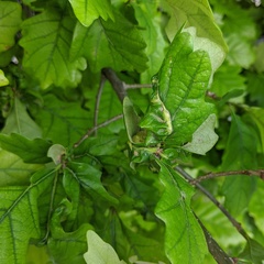 Neuroterus quercusbatatus