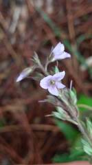 Veronica morrisonicola