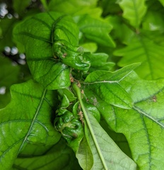 Neuroterus quercusbatatus