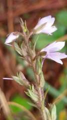 Veronica morrisonicola