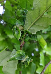 Neuroterus quercusbatatus