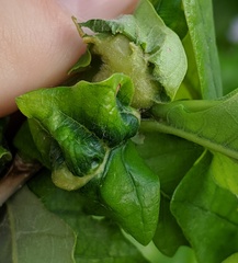 Neuroterus quercusbatatus