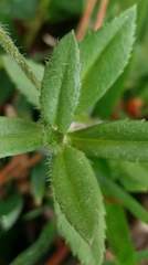 Veronica morrisonicola