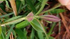 Veronica morrisonicola