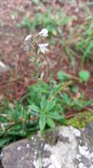 Veronica morrisonicola