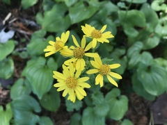 Packera bolanderi bolanderi