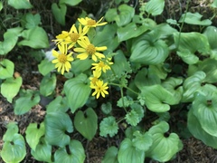 Packera bolanderi bolanderi