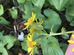 Packera bolanderi bolanderi