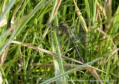 Rhionaeschna marchali