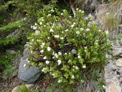 Veronica decumbens