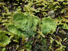 Peltigera britannica