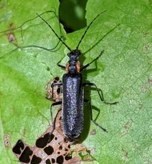 Dichelotarsus scaber