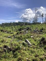 Urocitellus columbianus