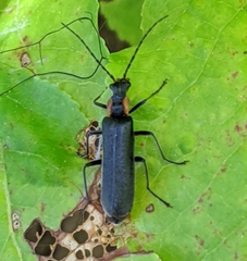 Dichelotarsus scaber