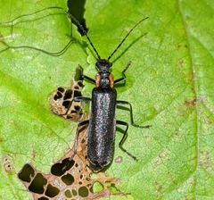 Dichelotarsus scaber
