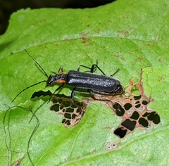 Dichelotarsus scaber