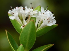 Veronica decumbens
