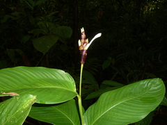 Goeppertia donnell-smithii