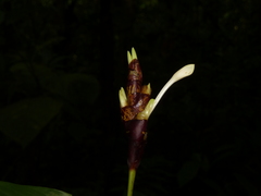 Goeppertia donnell-smithii