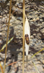 Anthaxia umbellatarum
