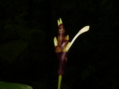 Goeppertia donnell-smithii