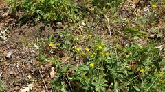 Potentilla gracilis fastigiata