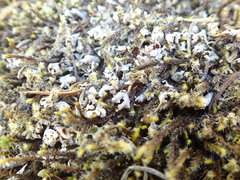 Cladonia pseudalcicornis