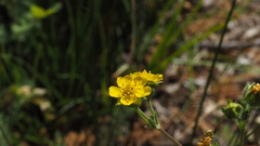 Potentilla gracilis fastigiata