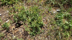 Potentilla gracilis fastigiata