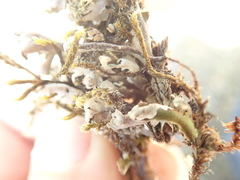 Cladonia pseudalcicornis