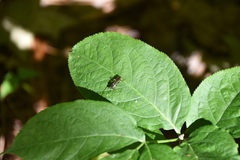 Cratichneumon annulatipes