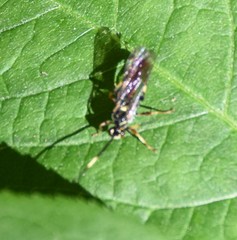 Cratichneumon annulatipes
