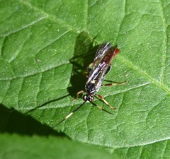 Cratichneumon annulatipes