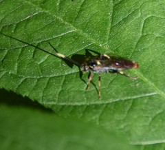 Cratichneumon annulatipes
