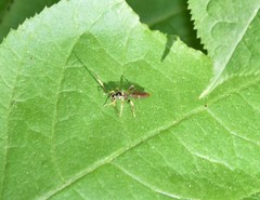 Cratichneumon annulatipes