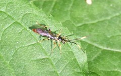 Cratichneumon annulatipes