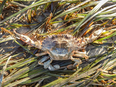 Charybdis japonica