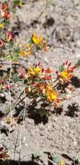 Acmispon decumbens decumbens
