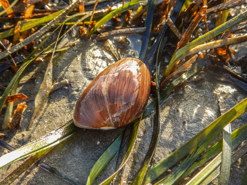 Bulla quoyii