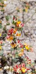 Acmispon decumbens decumbens