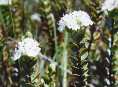 Veronica decumbens