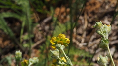 Potentilla gracilis fastigiata