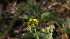 Potentilla gracilis fastigiata