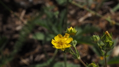 Potentilla gracilis fastigiata