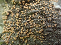 Aleurodiscus grantii