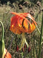 Lilium pardalinum pardalinum