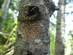 Aleurodiscus grantii