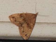 Phalaenostola eumelusalis