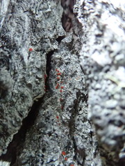 Ramboldia gowardiana