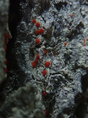 Ramboldia gowardiana